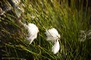 _mg_5172_hrns